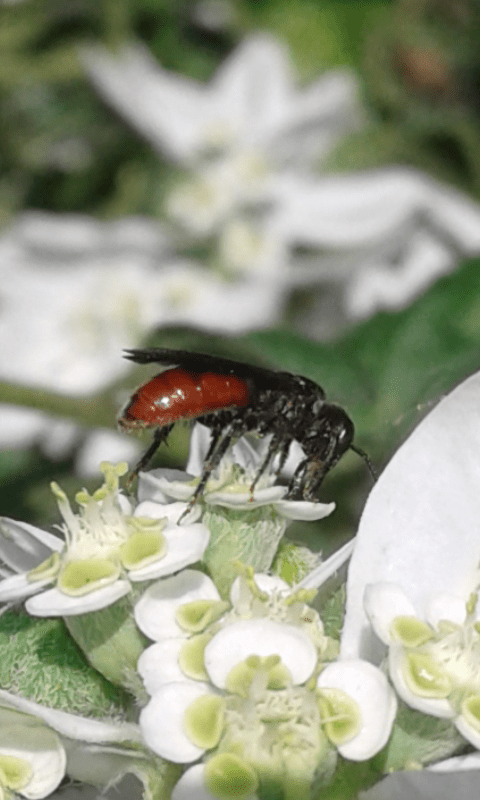 Apidae Halictinae : Sphecodes sp.?  S
